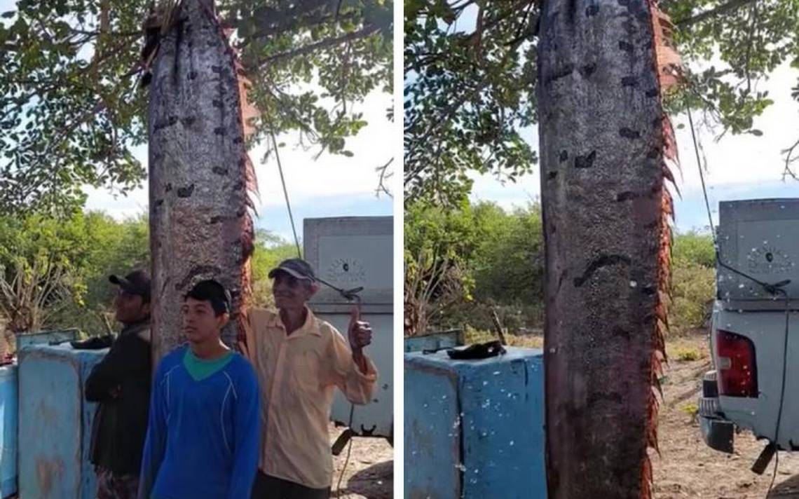 Pescadores De Tonal Atrapan A Un Pez Remo De Metros El Heraldo De